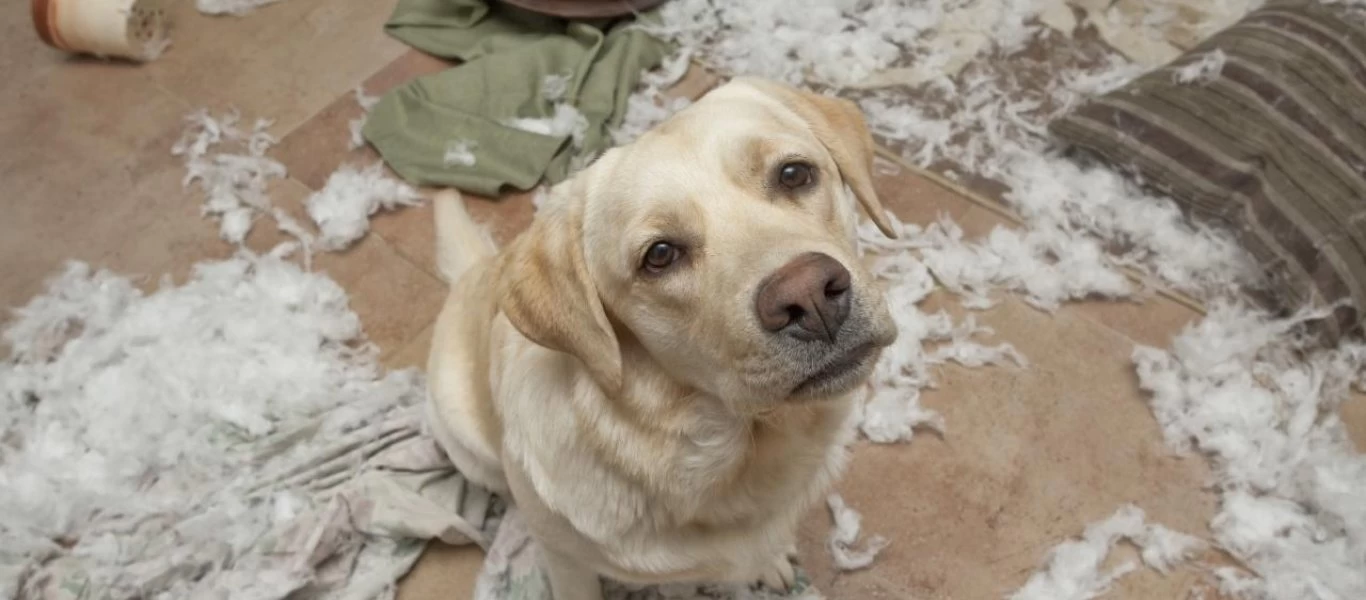 Αγρίνιο: Έφηβος πυροβόλησε σκύλο με κυνηγετικό όπλο - Κάτοικος έγινε μάρτυρας της ανατριχιαστικής σκηνής